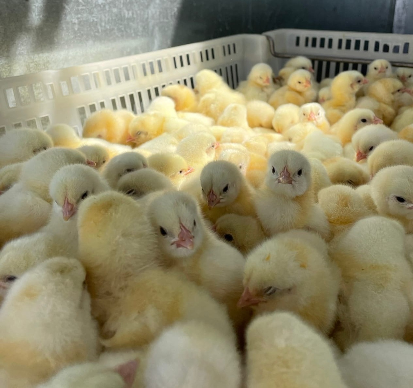 Себештәрҙең нисә көнлөгөн алыу отошлораҡ?