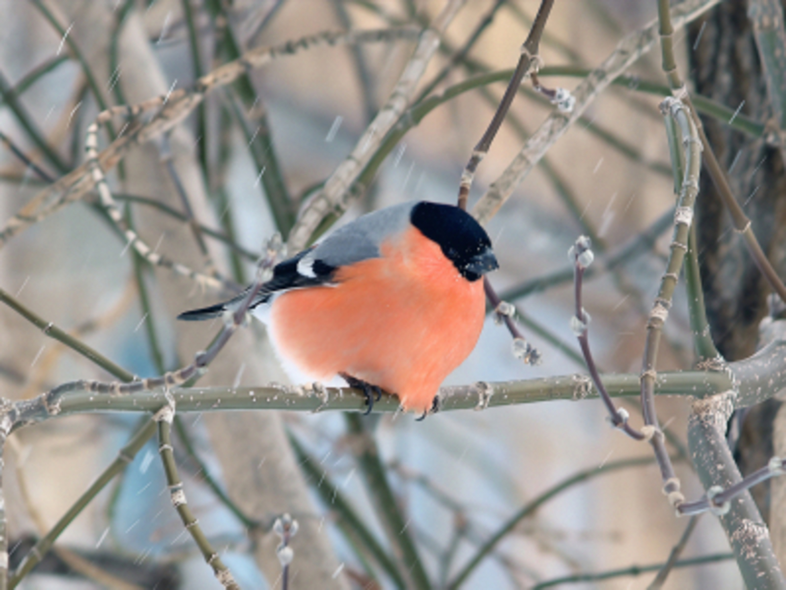 Йоманан шәмбегә ҡараған төндә һыуыта