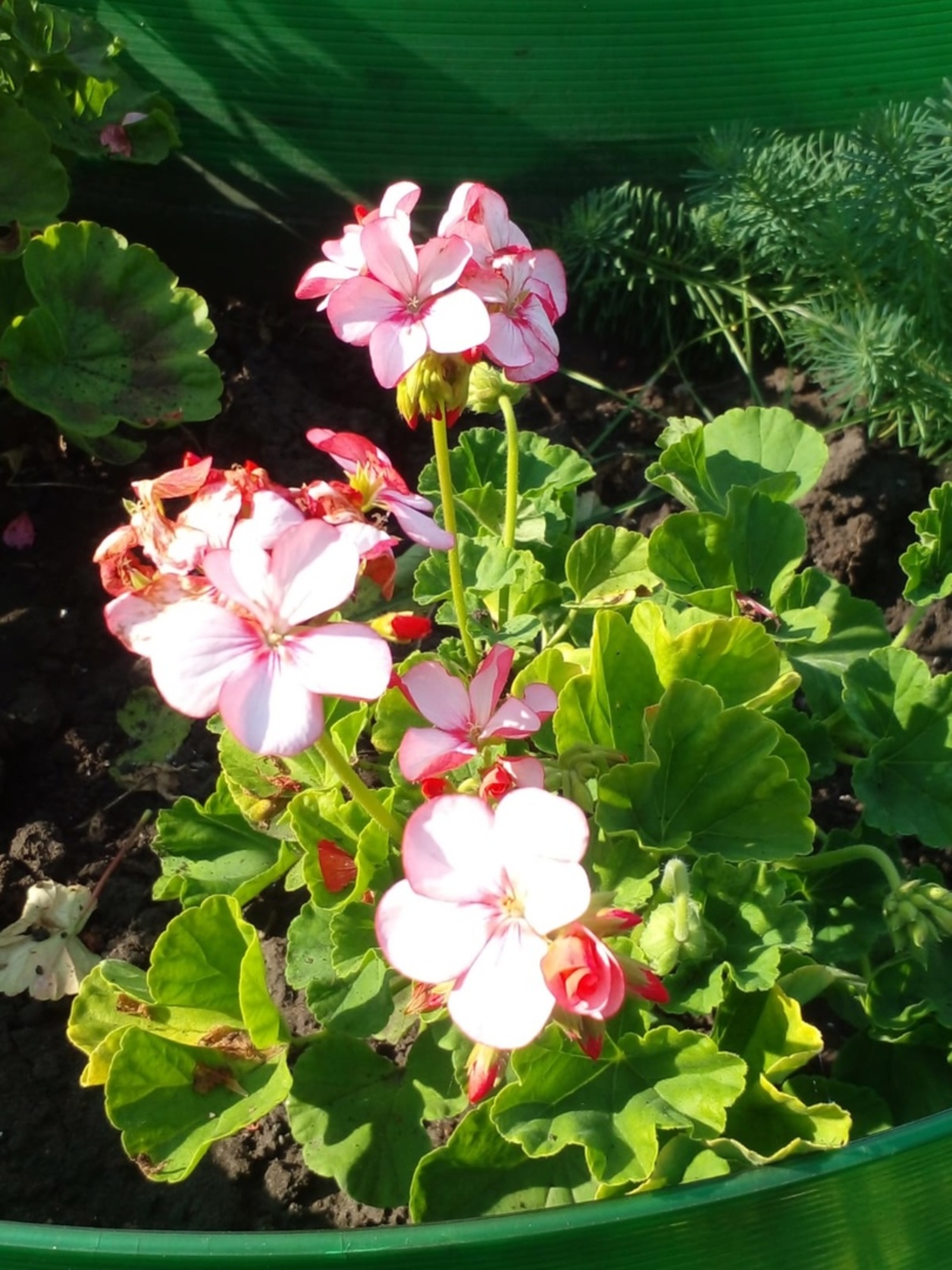 Ярангөл йоҡоһоҙлоҡтан ярҙам итә