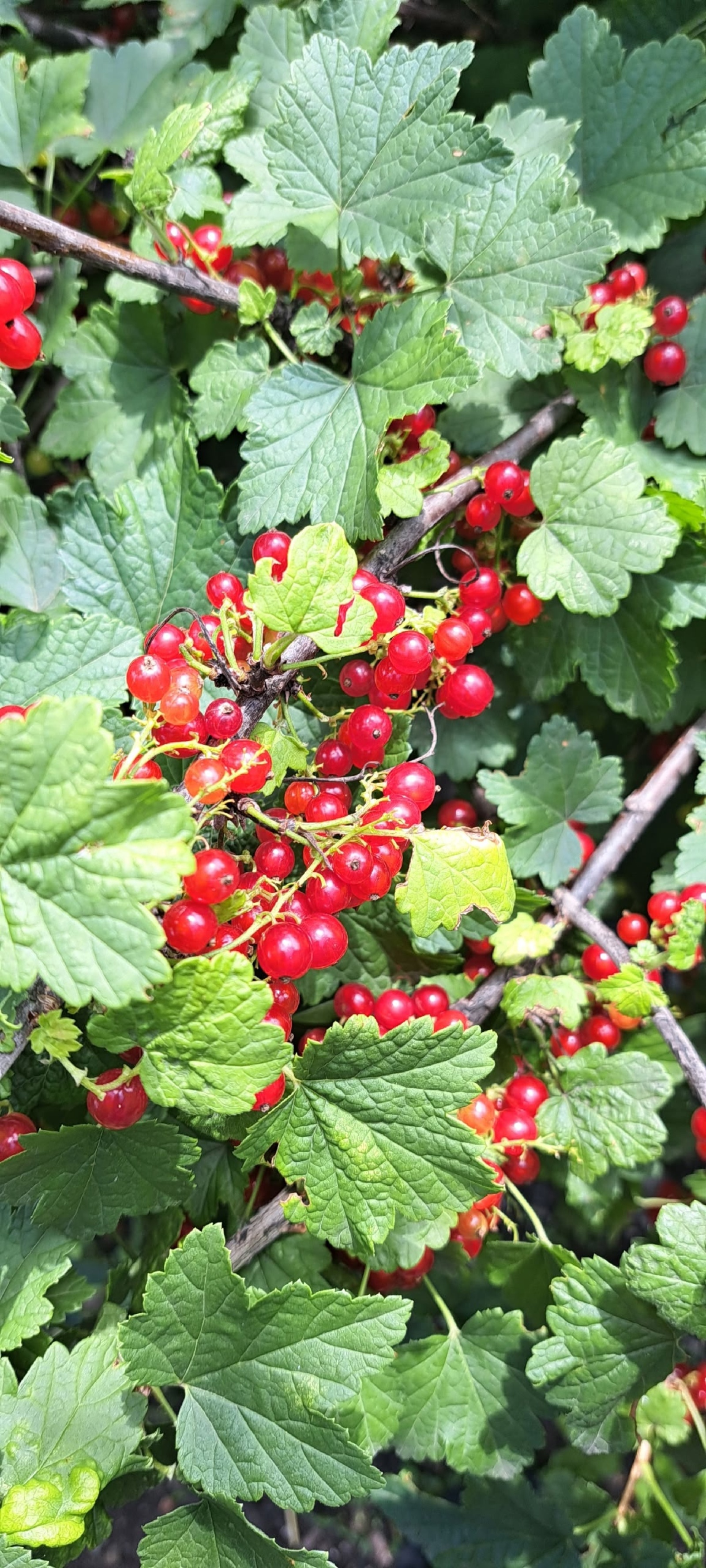 Ҡыҙыл ҡарағаттан желе эшләп ҡарайыҡ!