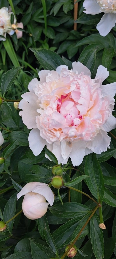 Байлыҡ һәм мөхәббәт сәскәһе