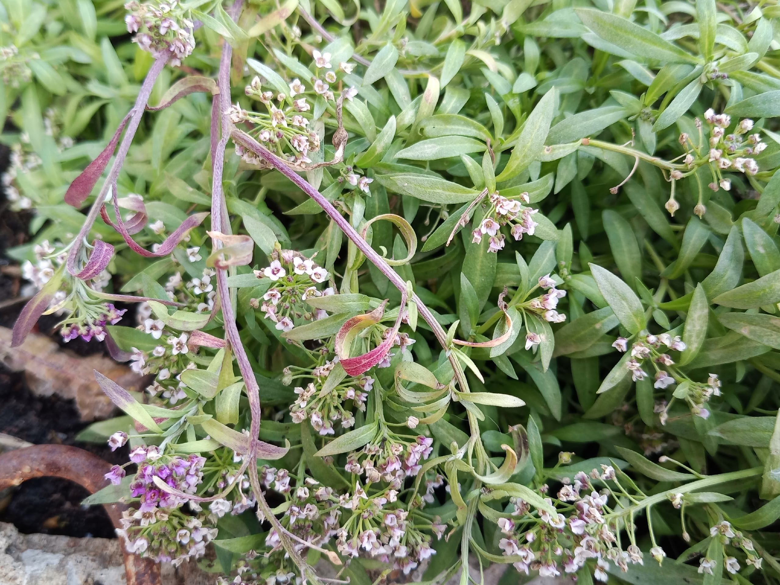 Ҡасанға тиклем "плюс" булыр?