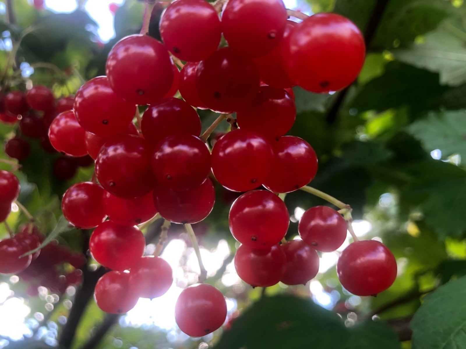 Баландың иң тәмле сағы!