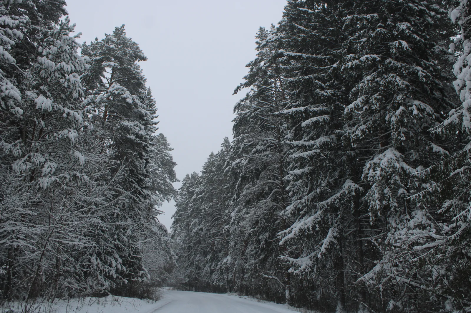 Урмандарҙы тергеҙеү иғтибар үҙәгендә