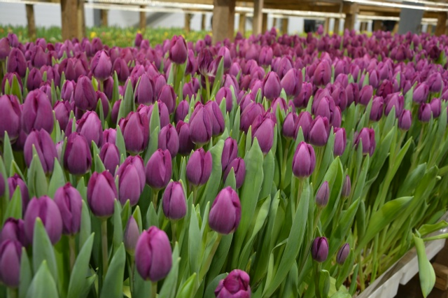 Ғафури ере ләлә сәскәләренә күмелгән