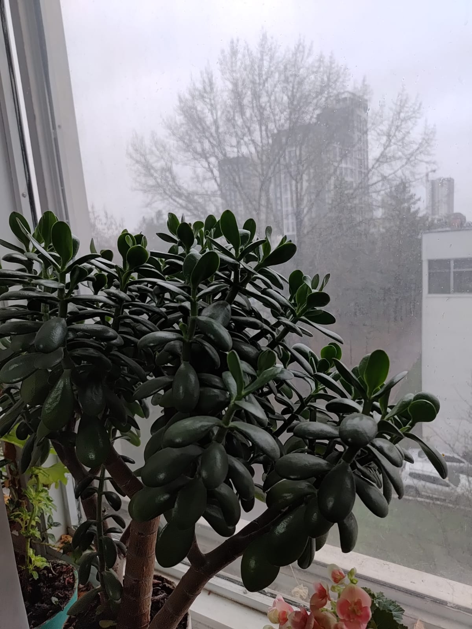 Аҡса гөлөнөң һуты ярҙамында сөйәлде лә бөтөрөп була