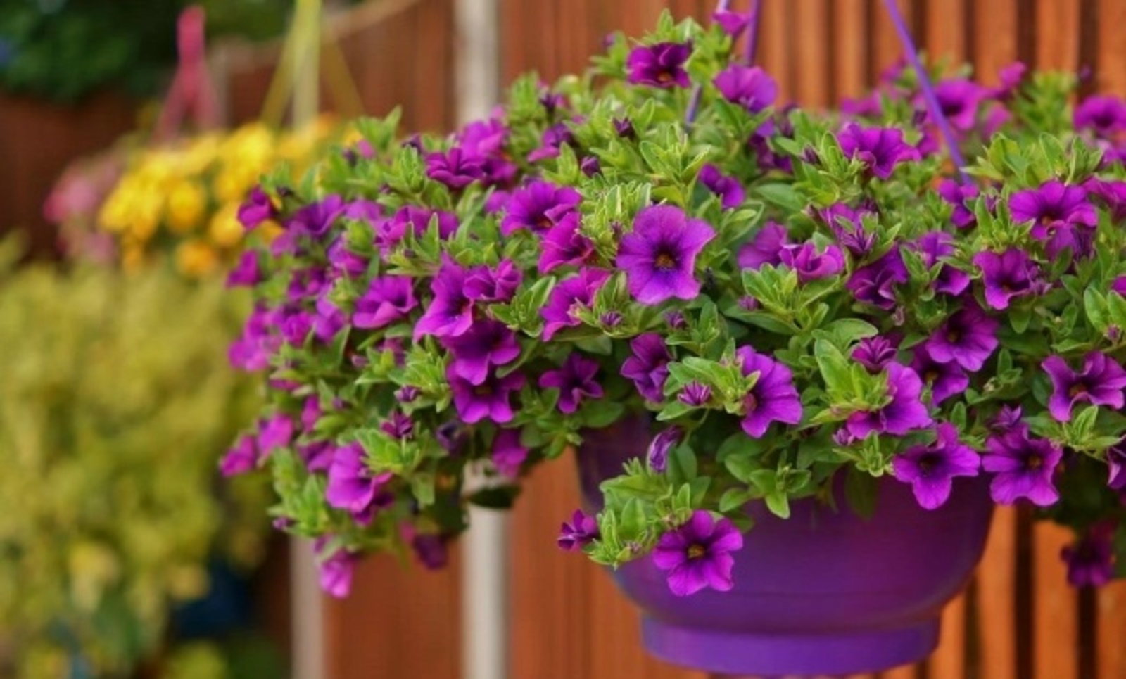 Петуния йомортҡа ҡабығы ярата