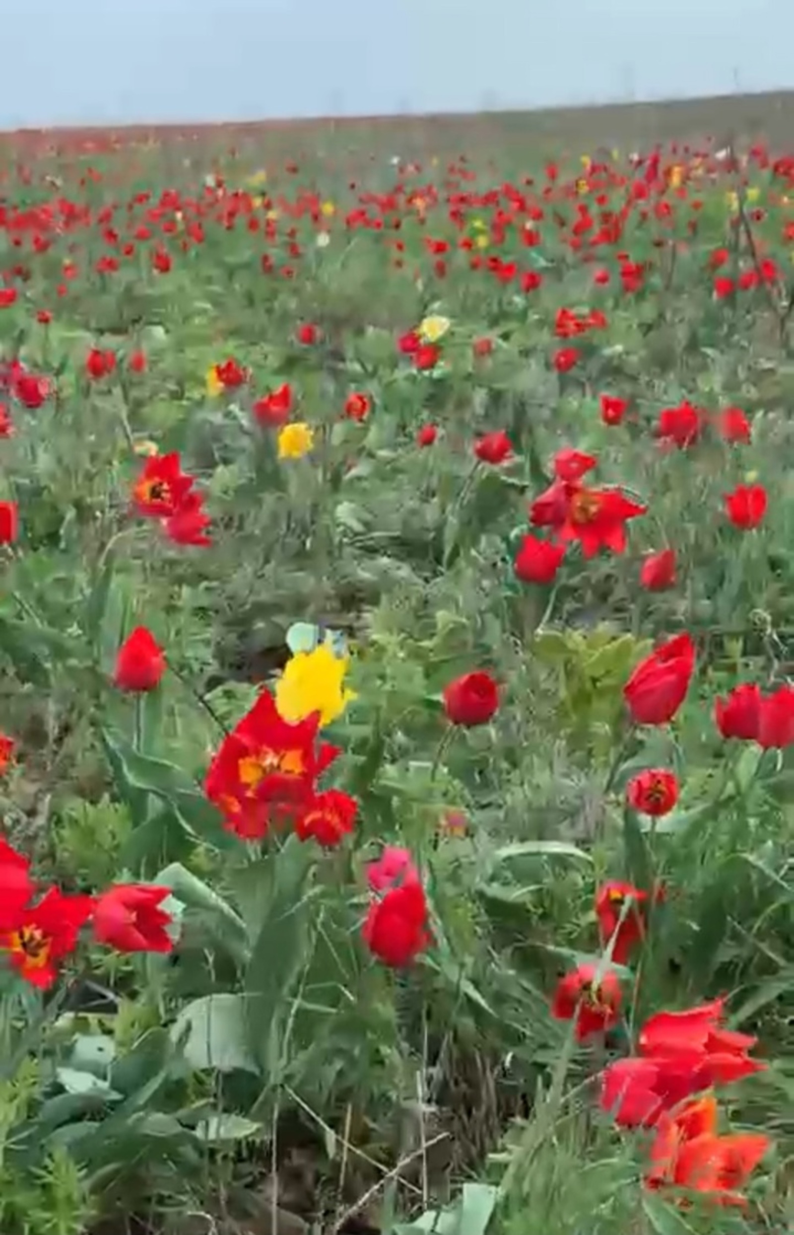 Ләләләр сәскә атҡан!