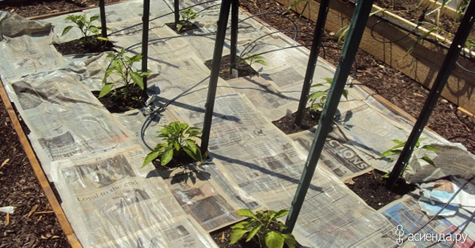 Гәзиттән ... ашлама