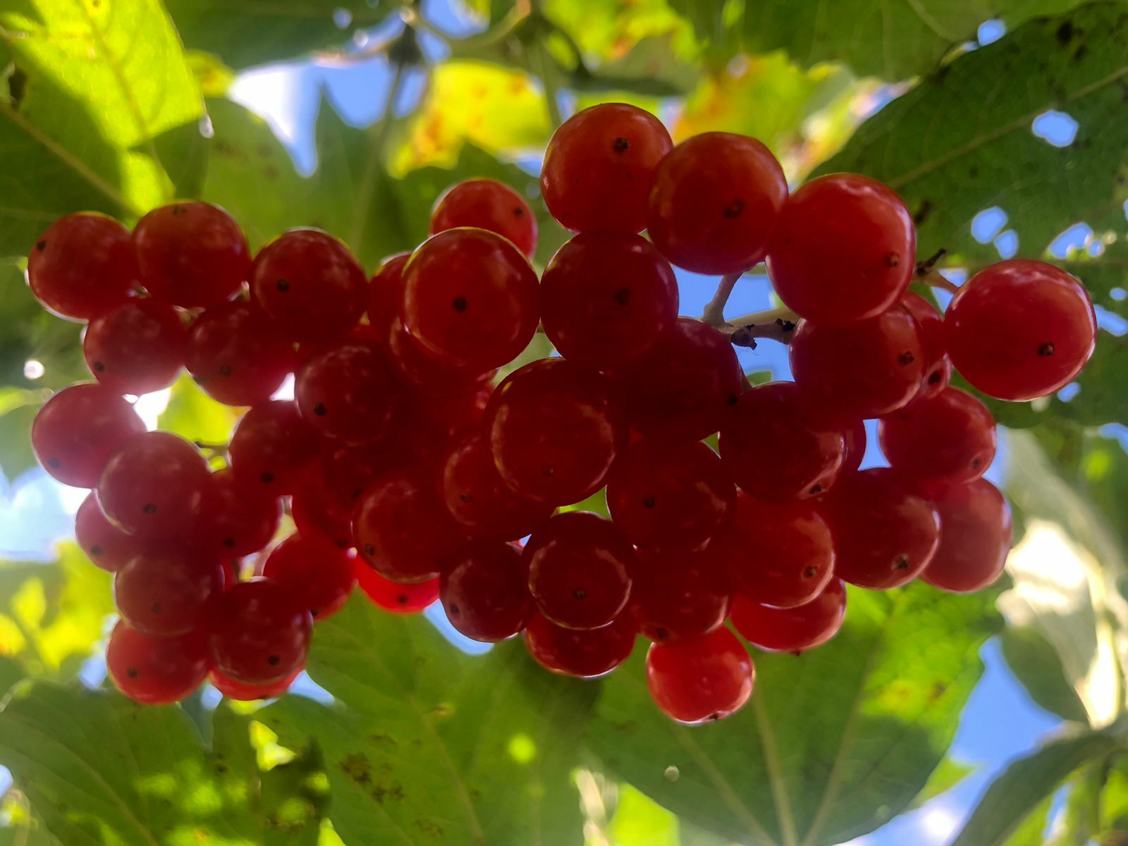 Балан менән алманан повидло эшләгәнегеҙ бармы?