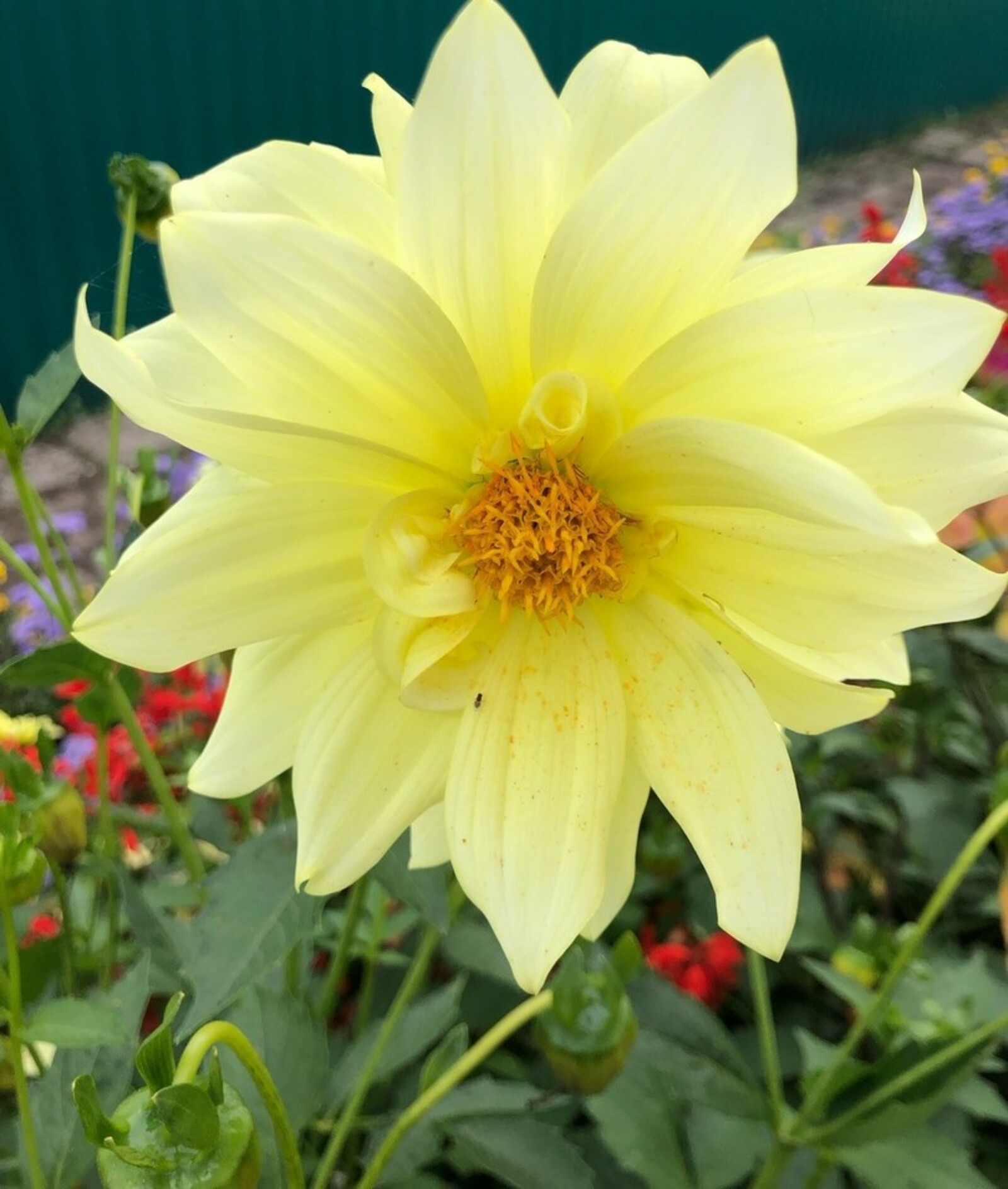 Һөйгәнемдең ҡатыны сихыр менән янаны