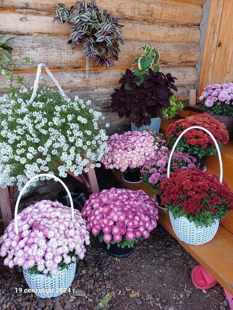 Гөлфиназ хризантеманы нисек үҫтерә?