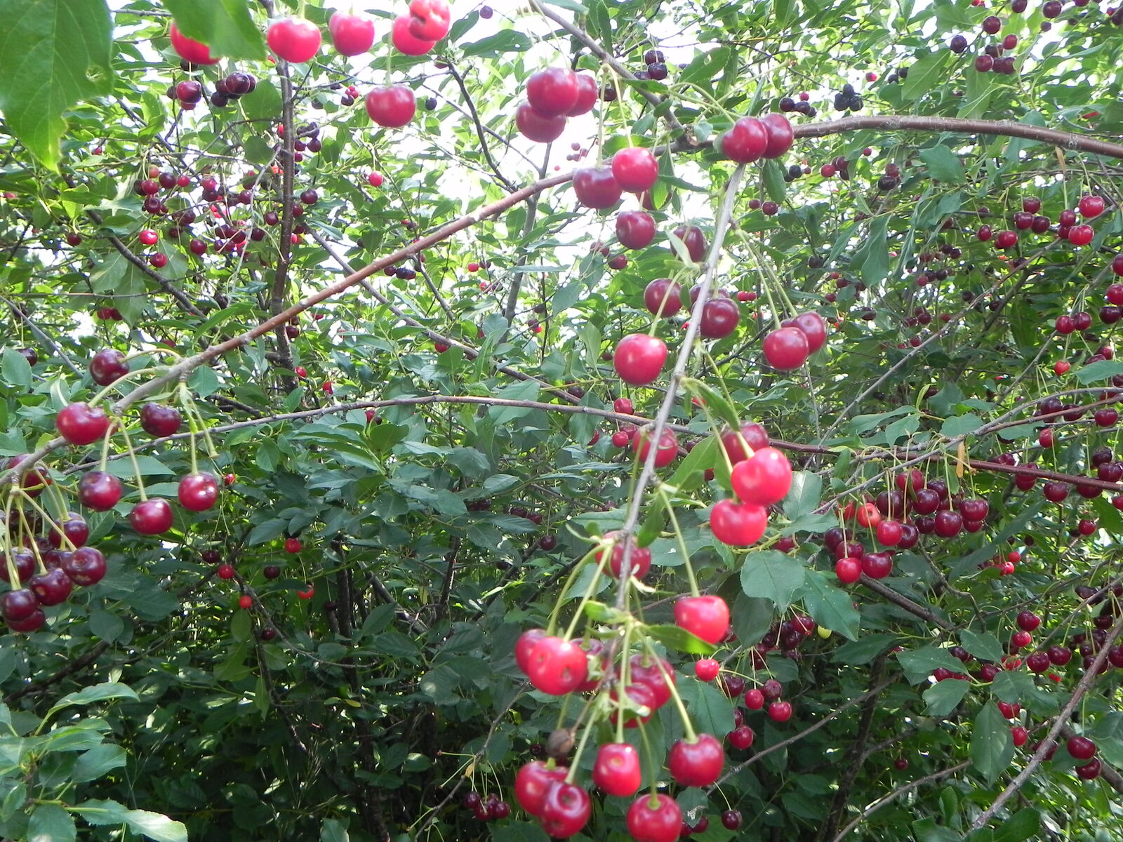 Сейә организм өсөн файҙалымы?