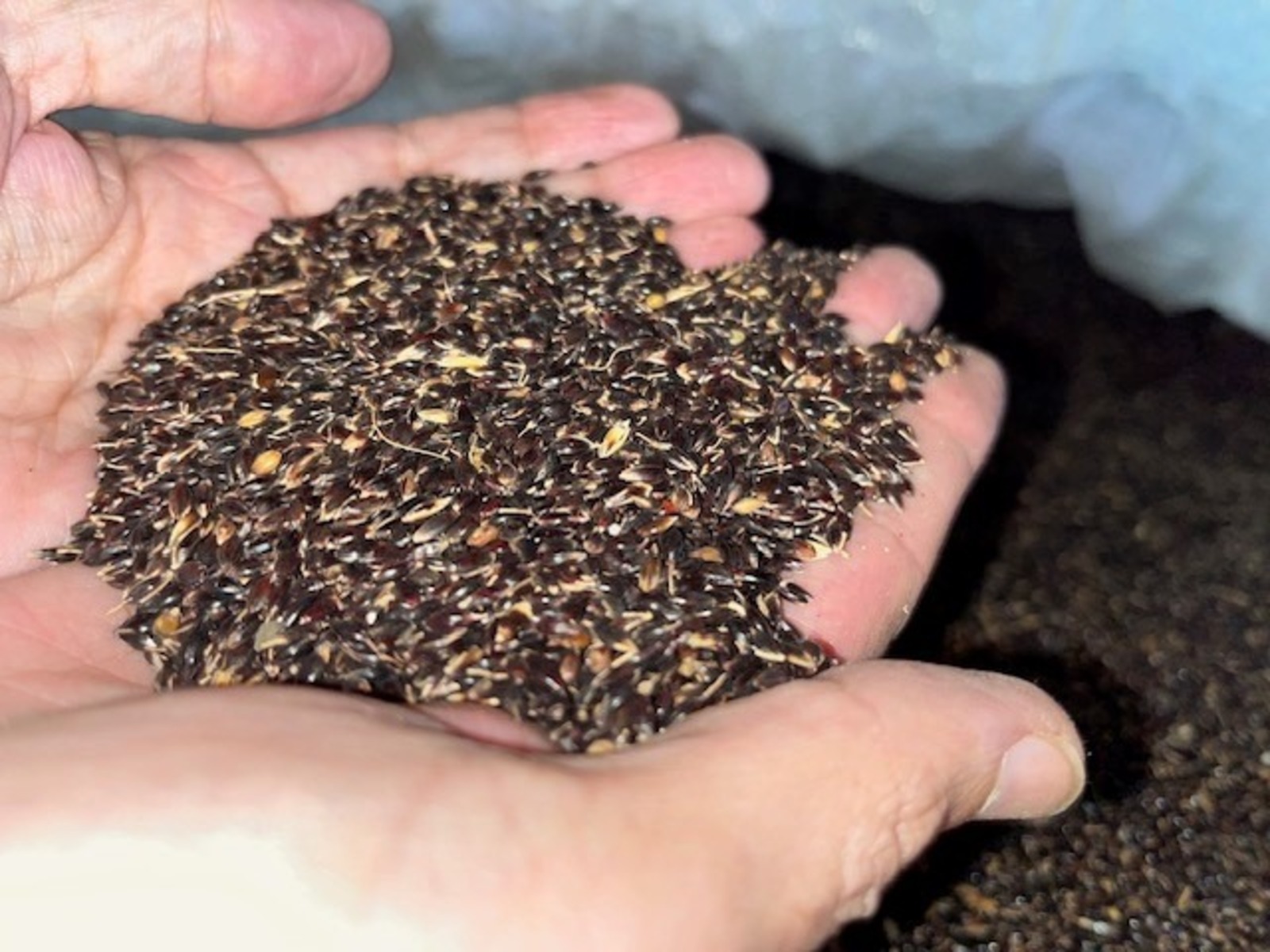 Экспортҡа иген һәм мал аҙығы культуралары орлоҡтары оҙатылды